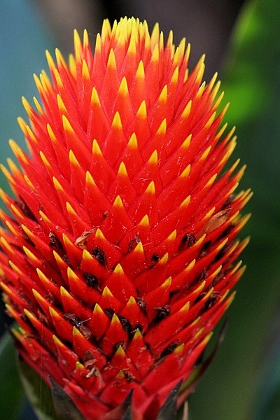 گازمانیا کانیفرا